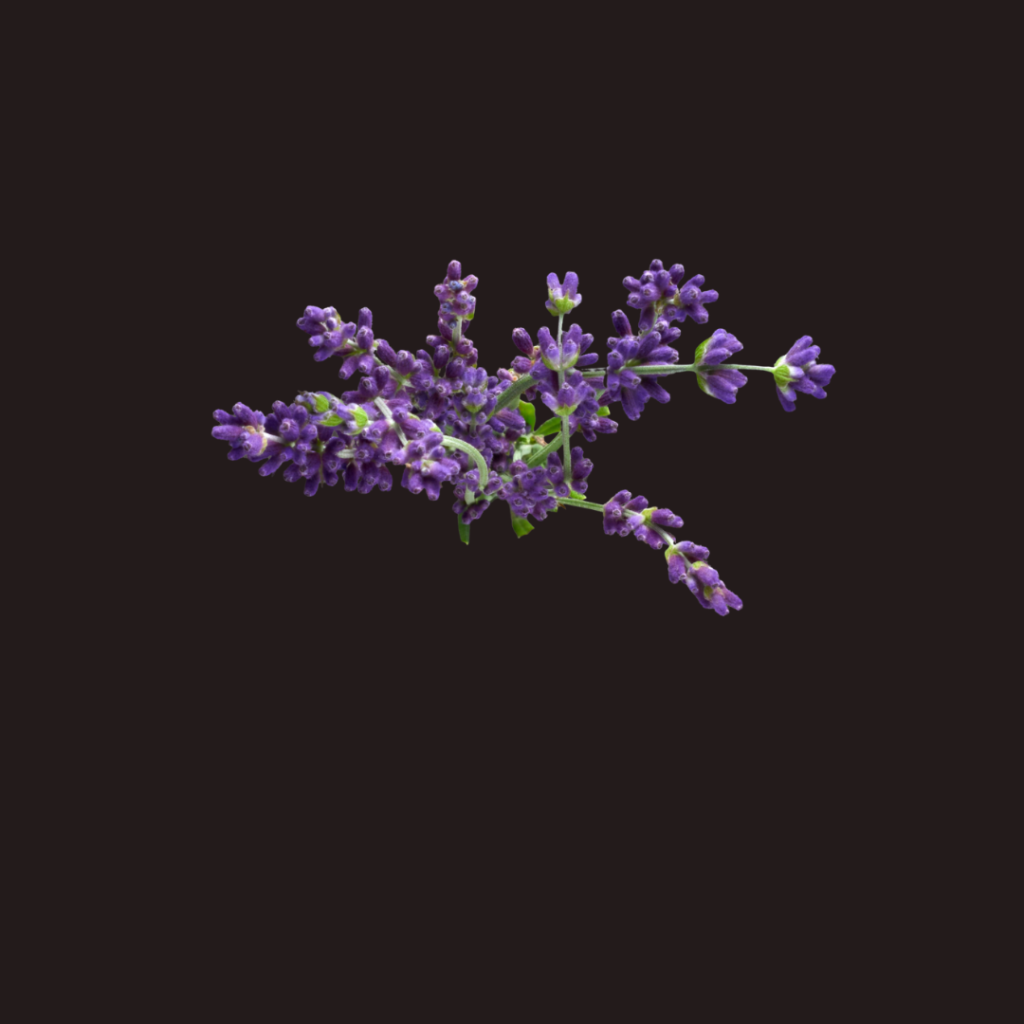 Lavender