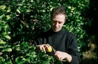 Urar Gin founder harvesting citrus fruit by hand in a green orchard