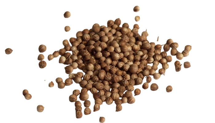 Coriander seeds used as a botanical in gin distillation