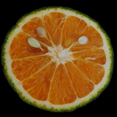 cross section of calamansi citrus fruit used as a botanical in gin