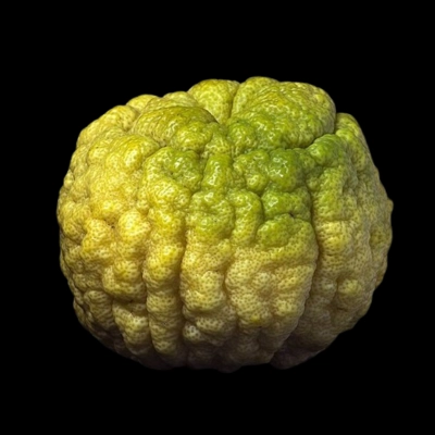 Yuzu citrus fruit used as a botanical in gin